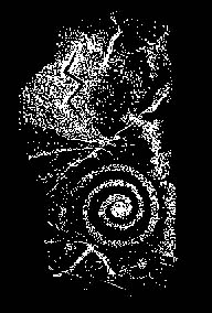 spiral petroglyph